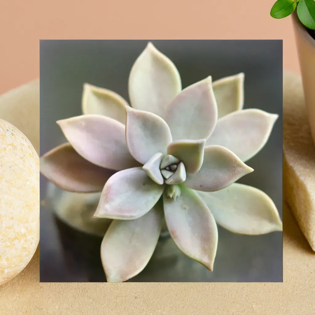 Grapto Echeveria succulent plant with soft pastel leaves, perfect for indoor decor. Available at Plant Orbit. Buy succulent plant online.