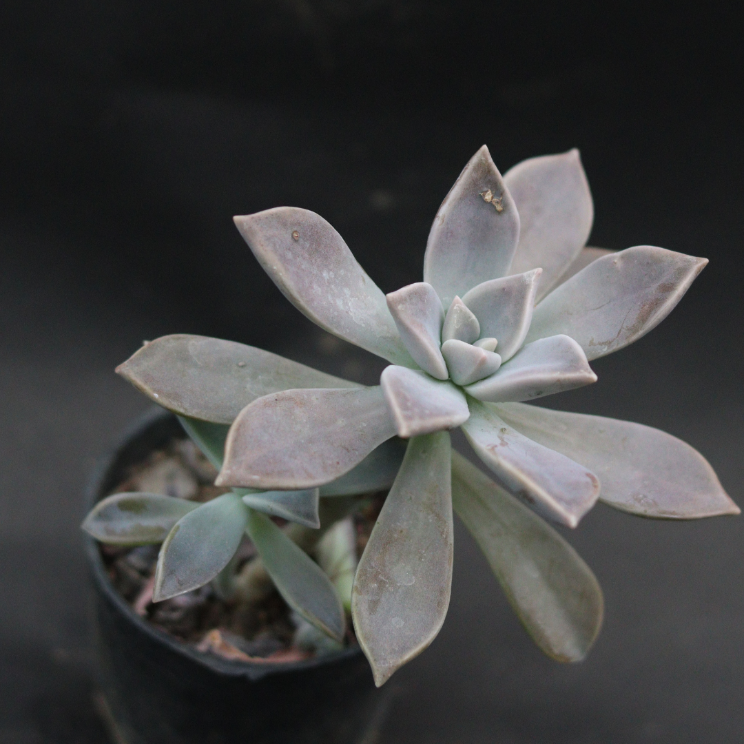 Delicate Grapto Echeveria succulent plant with elongated leaves, ideal for home decoration. Shop online at Plant Orbit.