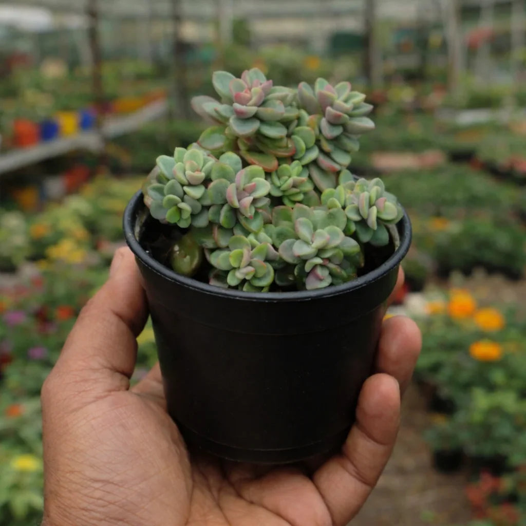 Graptopetalum Amenthesium - Pink Moonstone