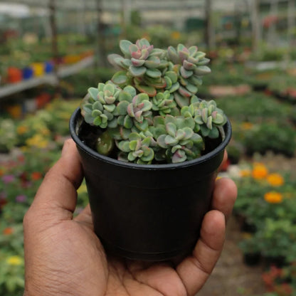 Graptopetalum Amenthesium - Pink Moonstone