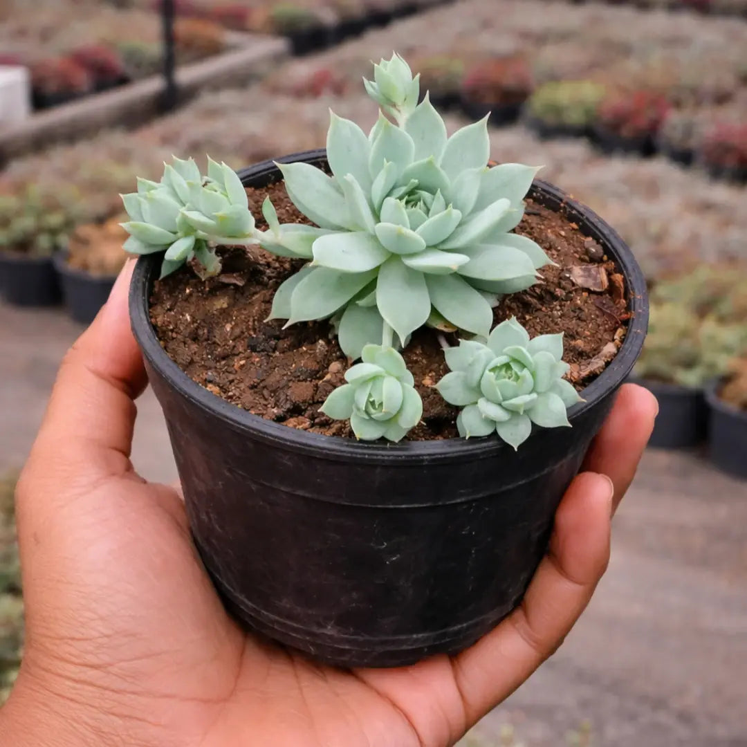 macdougallii succulent Echeveria Graptopetalum macdougallii Plant Online In India – Plant Orbit