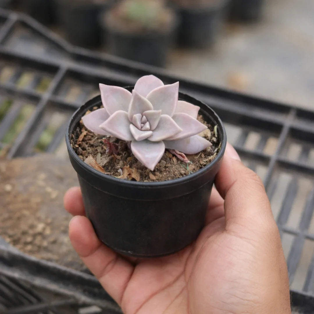 Graptopetalum paraguayense "Ghost Plant"