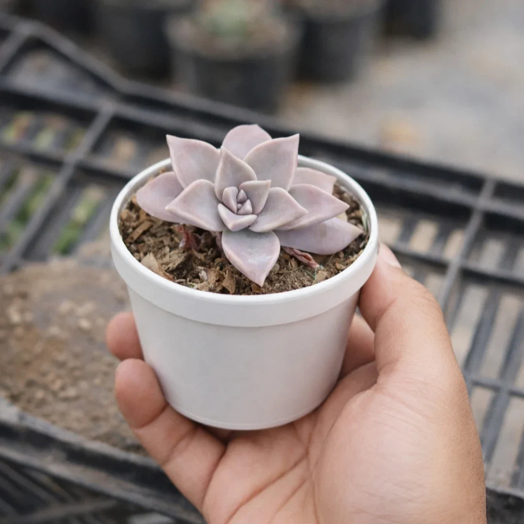 Graptopetalum paraguayense "Ghost Plant"