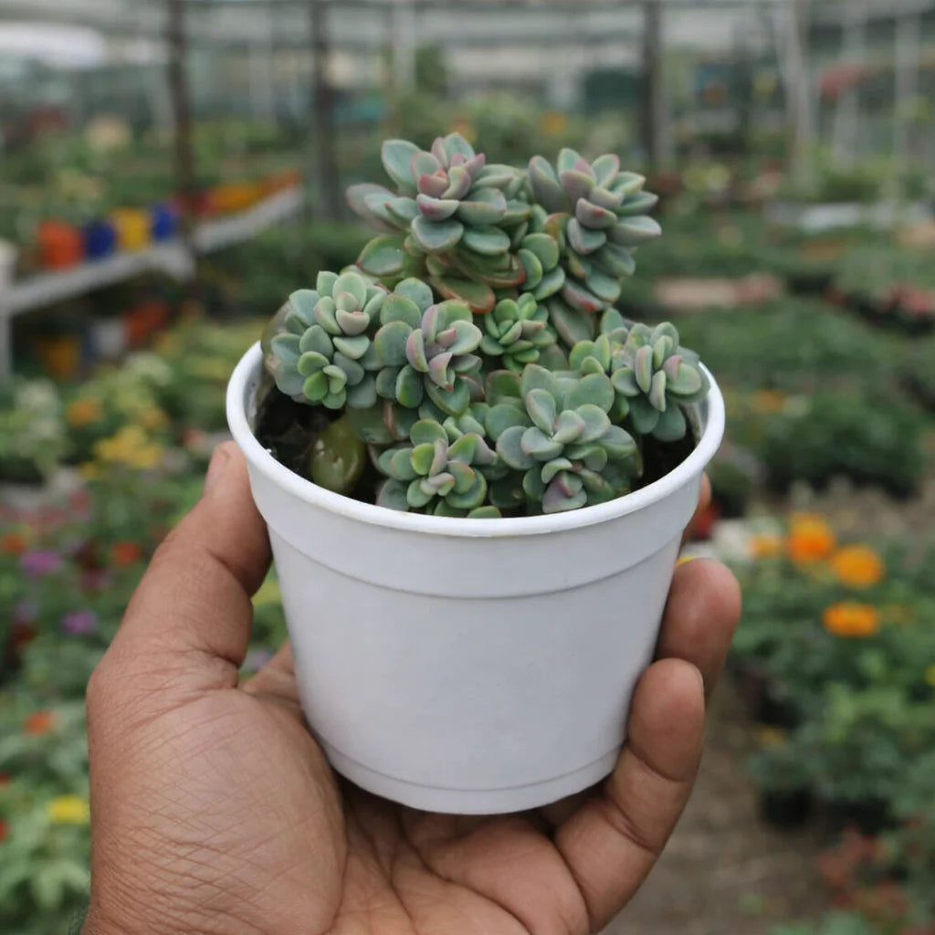 Graptopetalum amethystinum ‘Pink Moonstone’ succulent with plump, rounded green leaves and soft pink tones, growing in clusters in a white pot held by hand in a greenhouse.