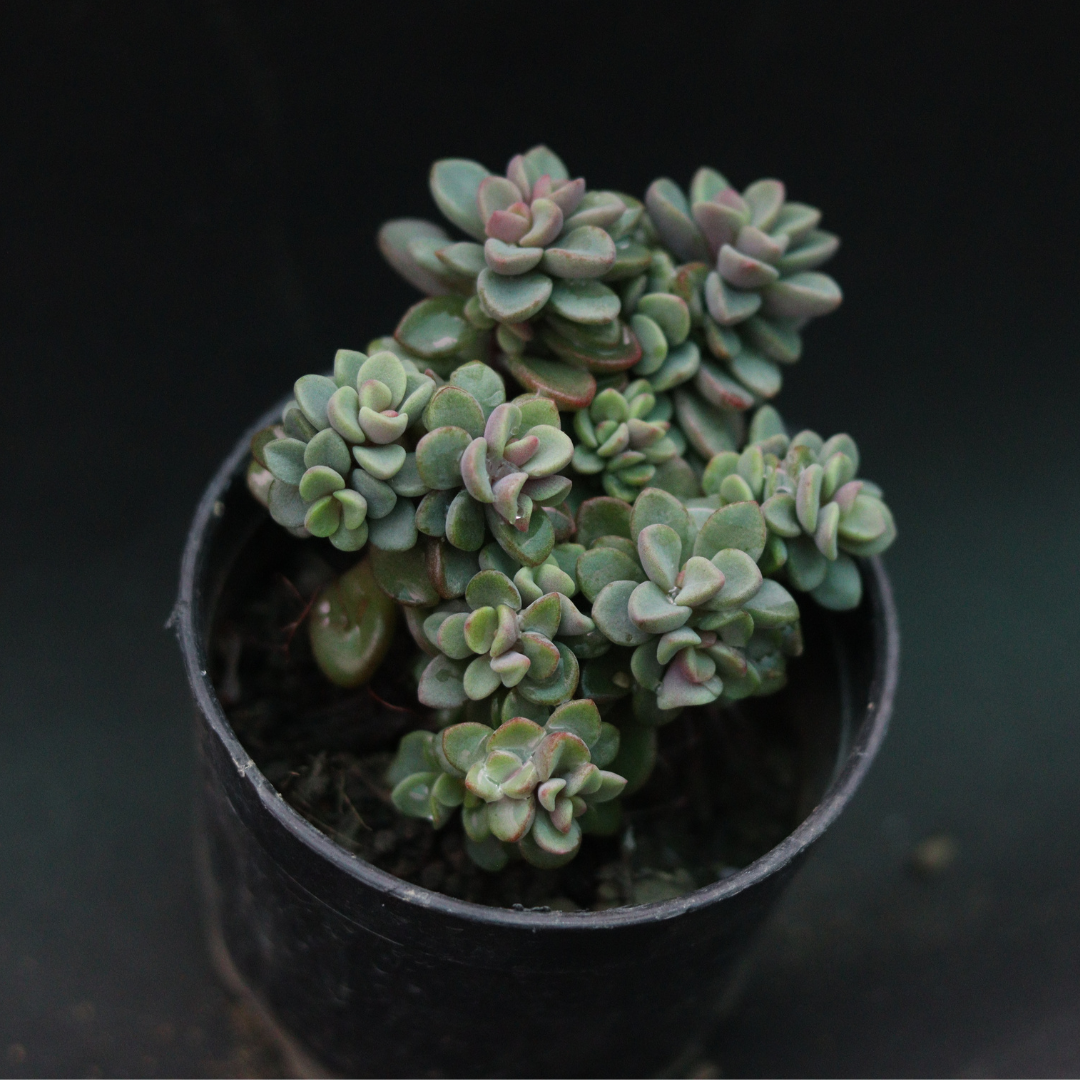 Healthy Graptopetalum Amenthesium Pink Moonstone succulent in a nursery pot, perfect for home gardens - Plant Orbit.