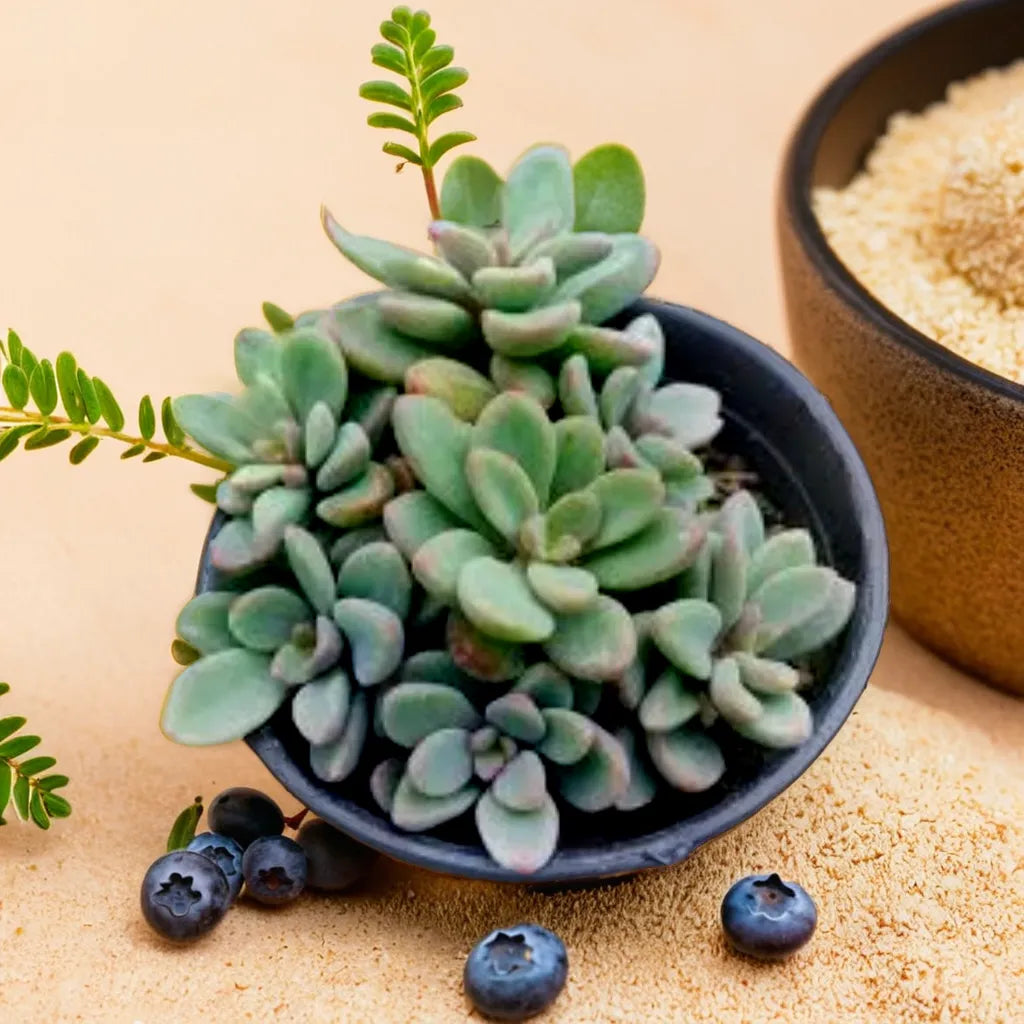 Succulent plant Graptopetalum Amenthesium Pink Moonstone in a black pot on a beige background with decorative blueberries - Plant Orbit.