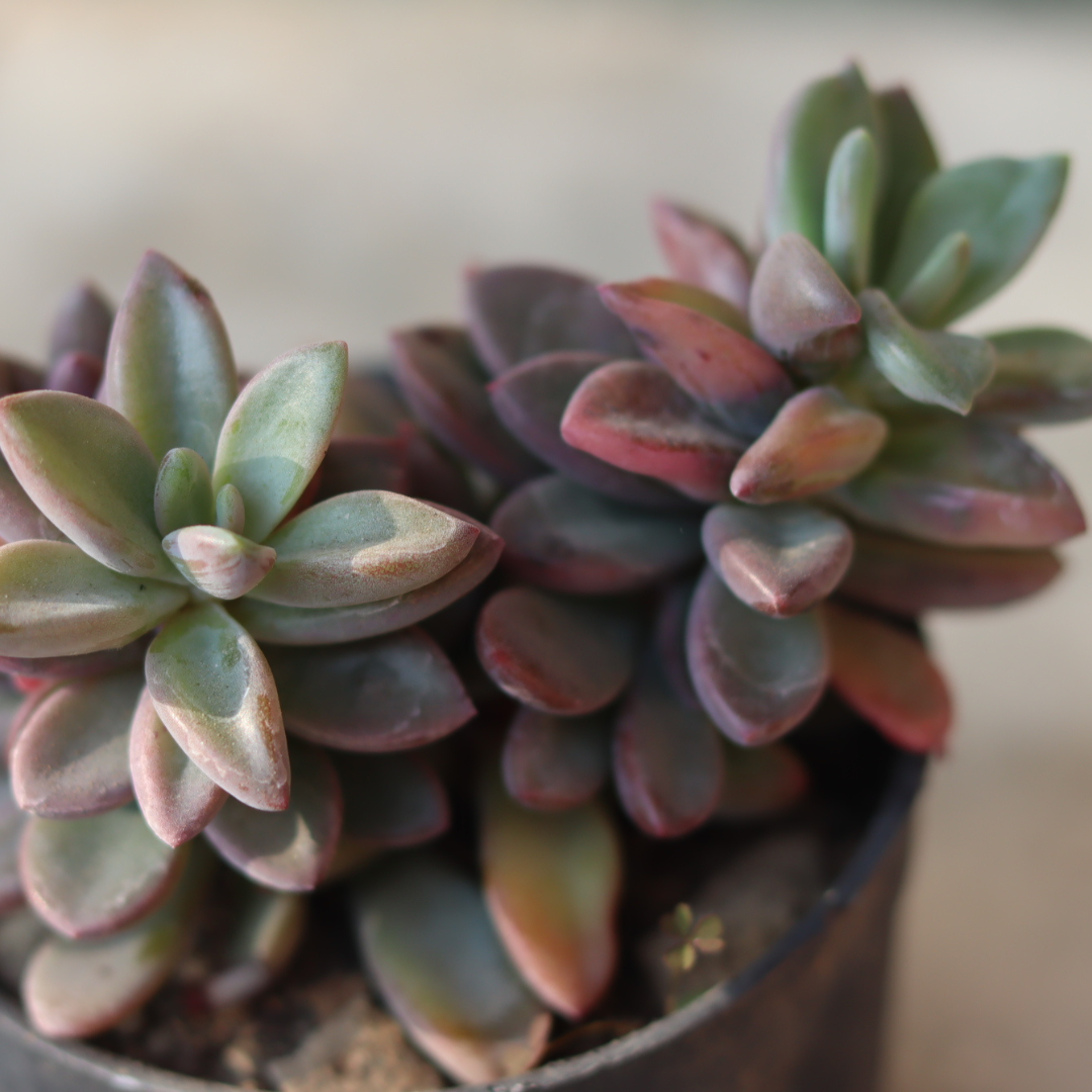 Close-up of Graptopetalum Amenthesium Pink Moonstone succulent plant showing vibrant pink-green rosettes - Plant Orbit.