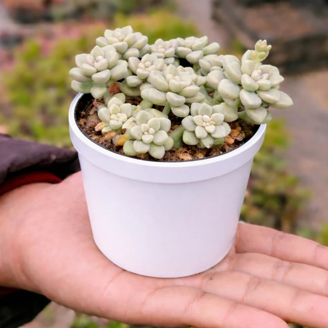 Graptopetalum calvatum succulent with pale green rosette-shaped leaves in a white pot by Plant Orbit