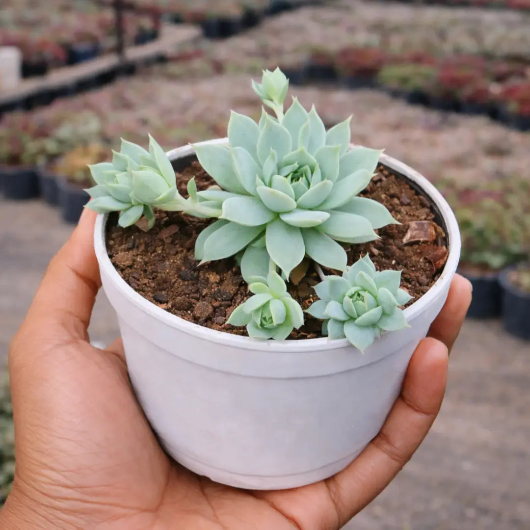 Graptopetalum macdougallii succulent with pale blue-green rosette-shaped leaves and multiple offsets, growing in a white pot filled with soil and held in a person’s hand at a plant nursery.