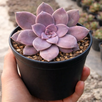 Graptopetalum paraguayense "Ghost Plant"