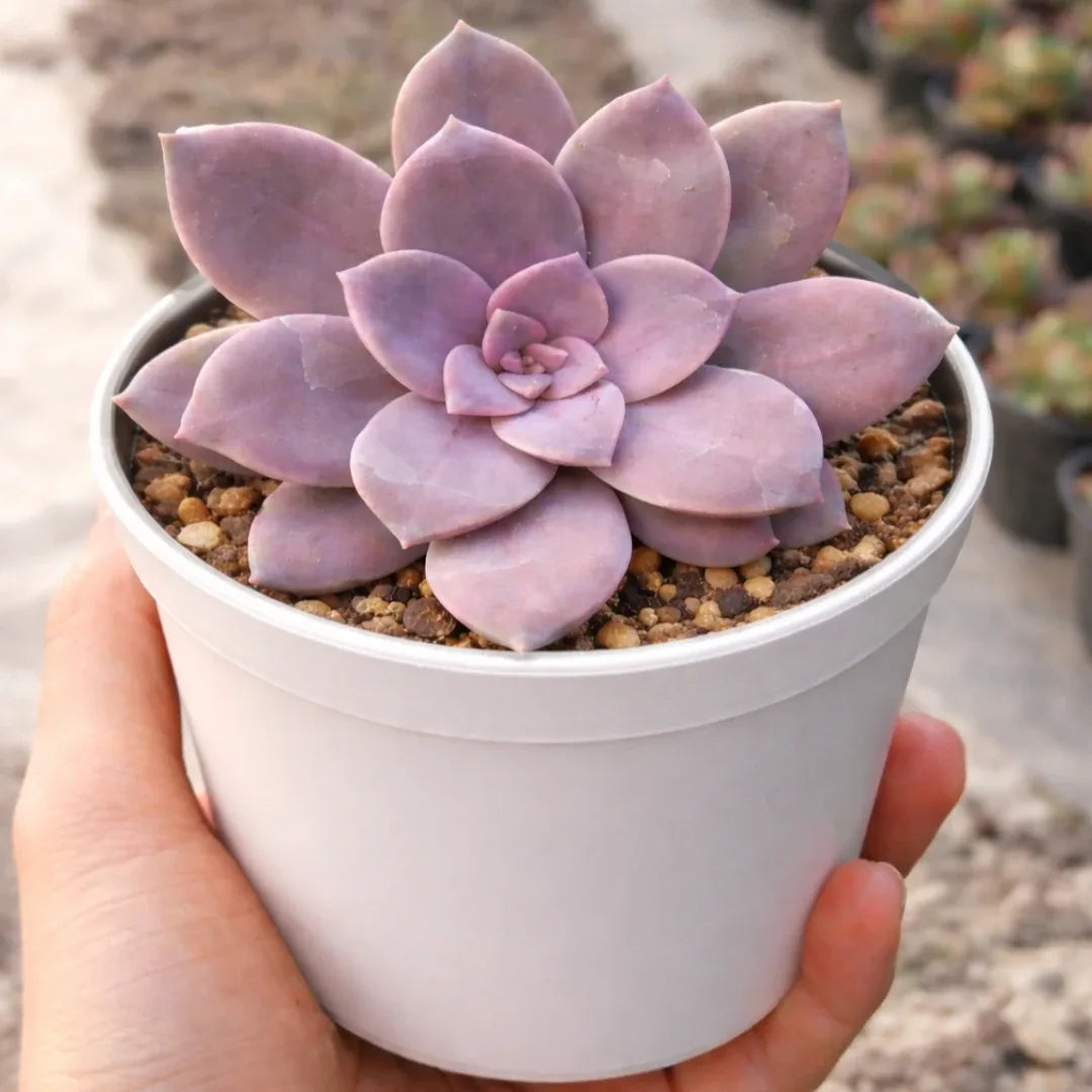 Graptopetalum paraguayense "Ghost Plant"