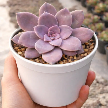 Graptopetalum paraguayense "Ghost Plant"