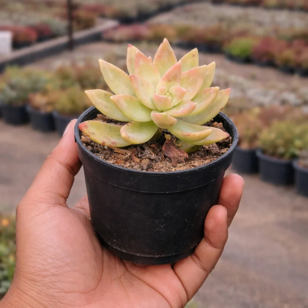 Graptosedum California Sunset (Bare Rooted )