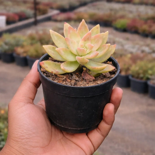 Graptosedum California Sunset (Bare Rooted )