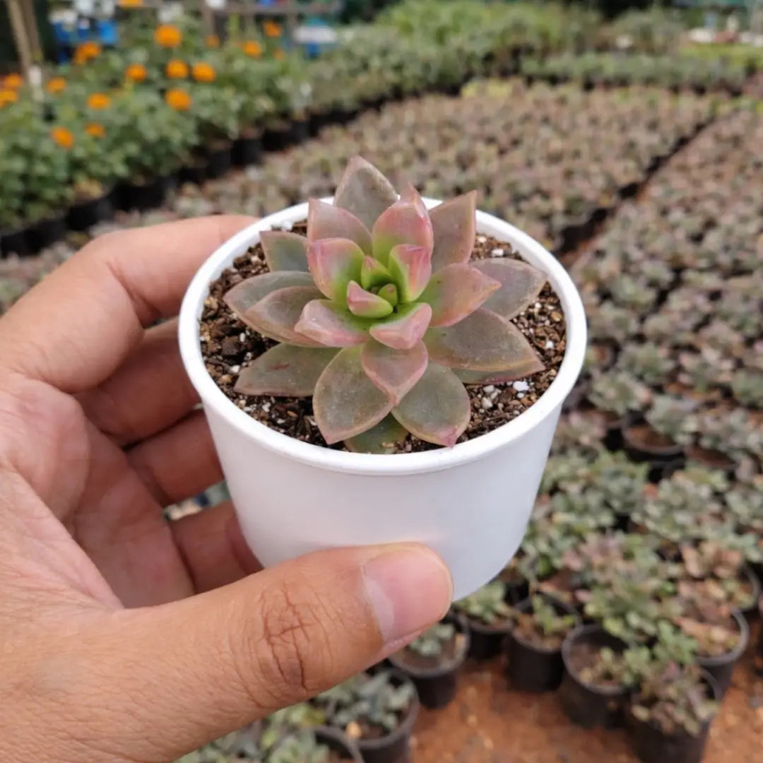 Graptosedum Alpenglow succulent with compact pink and green rosette-shaped leaves growing in a white pot