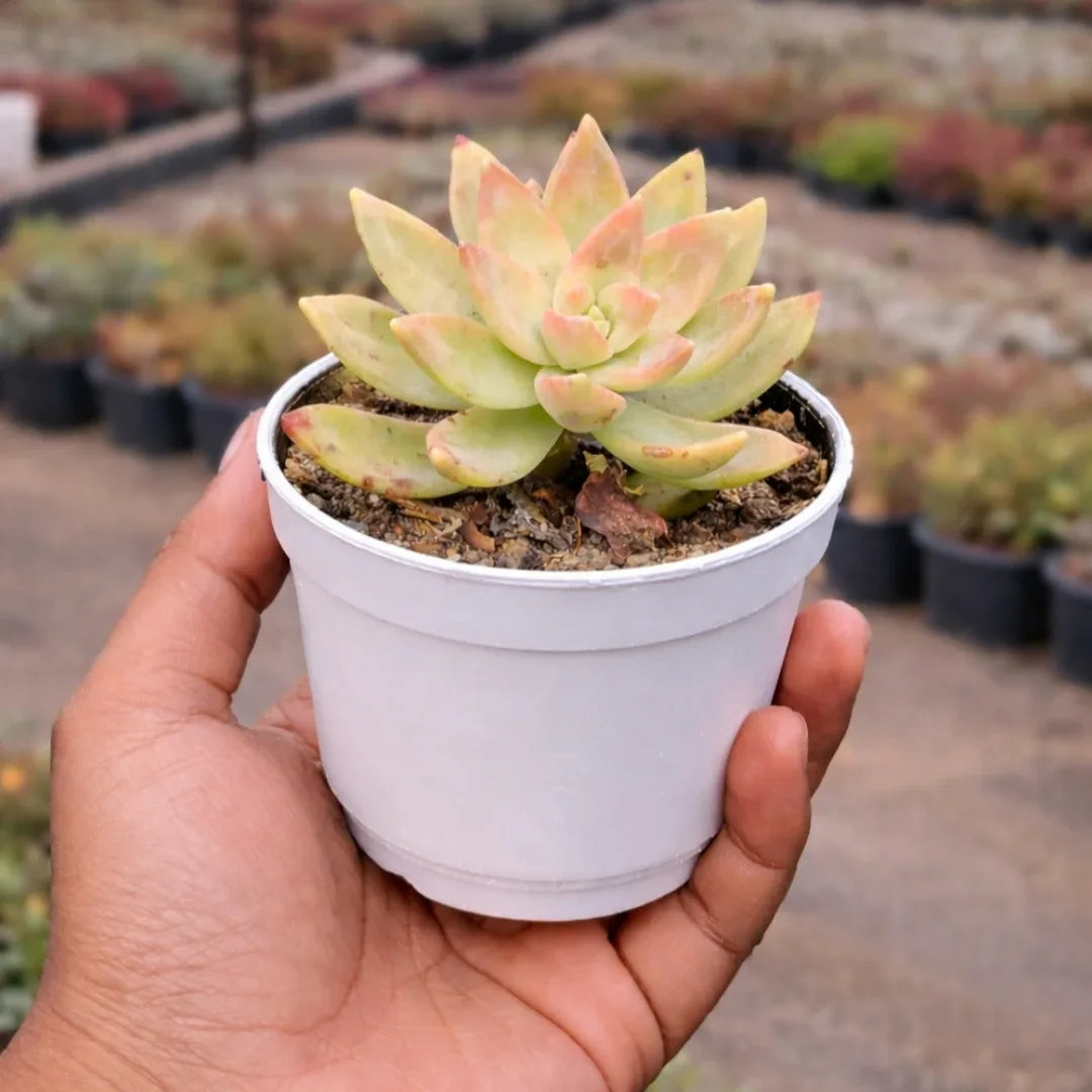 Graptosedum ‘California Sunset’ succulent with a compact rosette of pale green, yellow, and peach-pink leaves, growing in a white pot held in a person’s hand at a plant nursery.