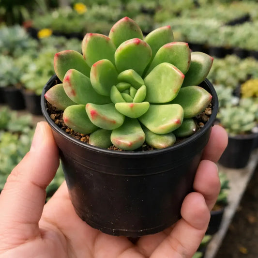 Graptoveria ‘Bashful’