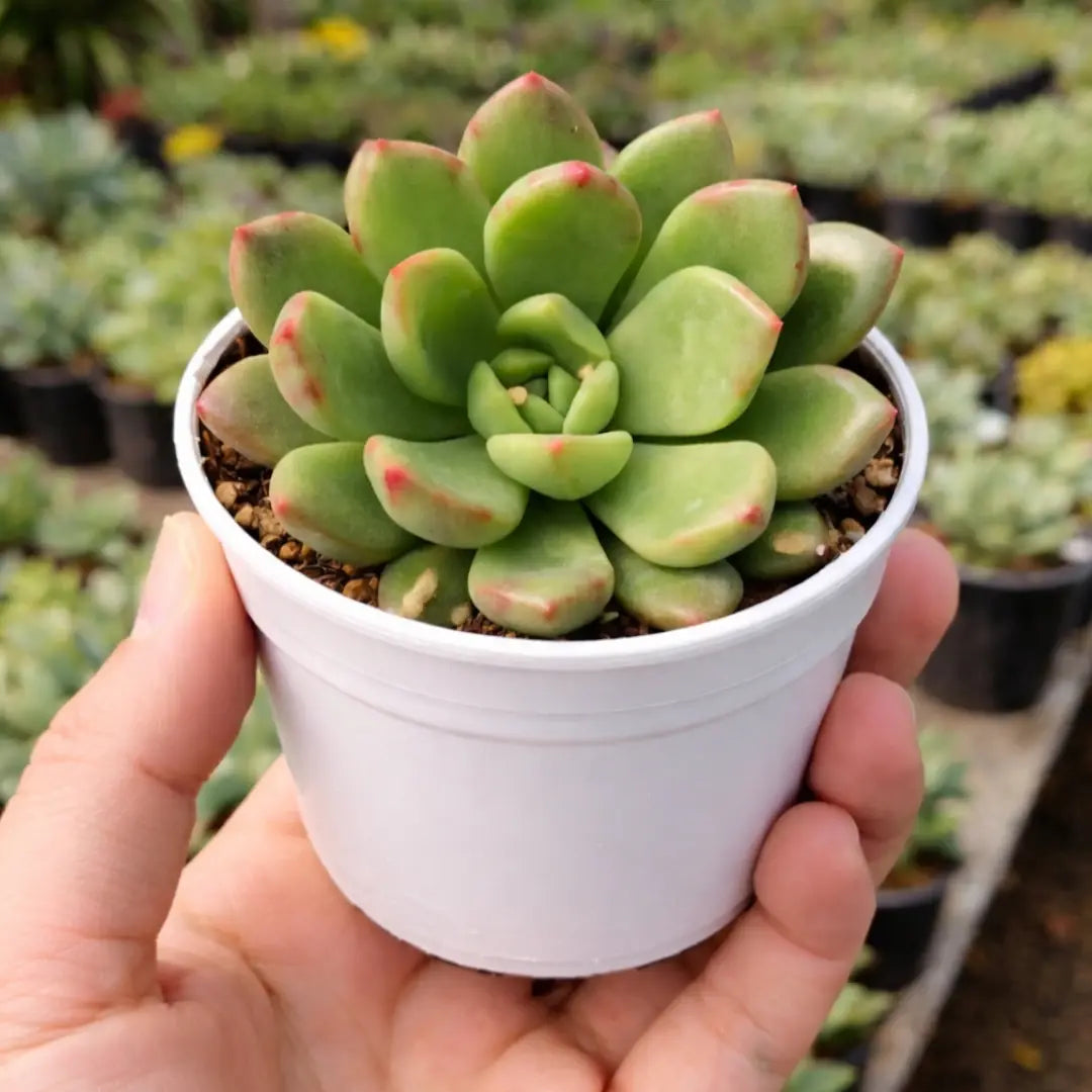 Succulent Combo A11 ( Bare-rooted )- Set of 5 Live Succulent Plants by Plant Orbit