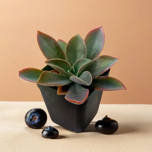 Close-up of Graptoveria Fred Ives succulent plant in a black pot with colorful leaves, available at Plant Orbit. Perfect for indoor decoration.