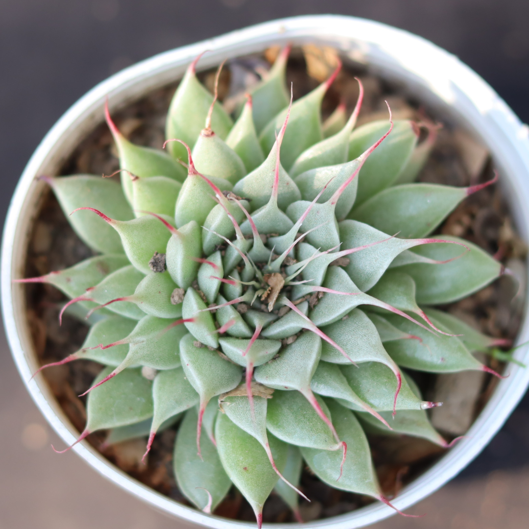 Top view of Graptoveria Silver Star succulent plant with unique rosette structure, perfect for home decor, available at Plant Orbit.