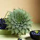 Graptoveria Silver Star succulent plant with pointed, star-shaped leaves displayed on a table, available at Plant Orbit.