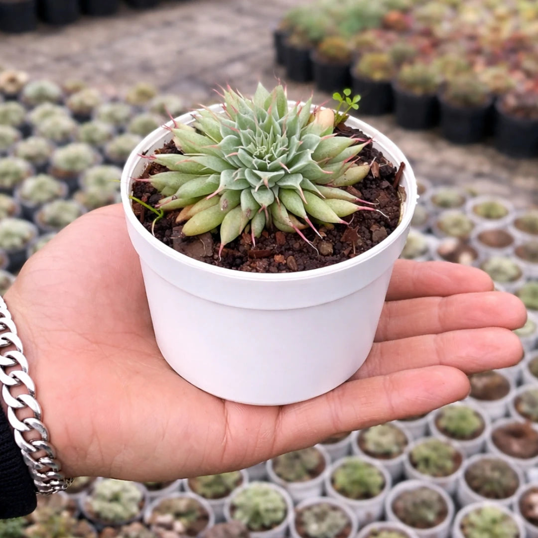 Graptoveria ‘Silver Star’ succulent with a compact, star-shaped rosette of pale green to silvery leaves, delicate pointed tips, and fine reddish-pink hairs along the leaf edges, growing in a white pot.
