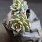 Close-up of Graptoveria Titubans succulent with delicate rosette pattern from Plant Orbit.