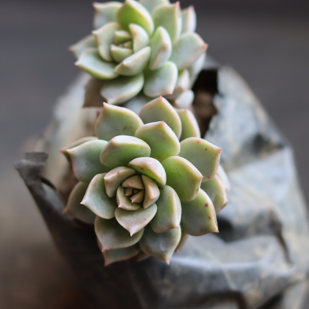 titubans succulent Graptoveria Titubans (Blue Lotus) Succulents Online In India – Plant Orbit
