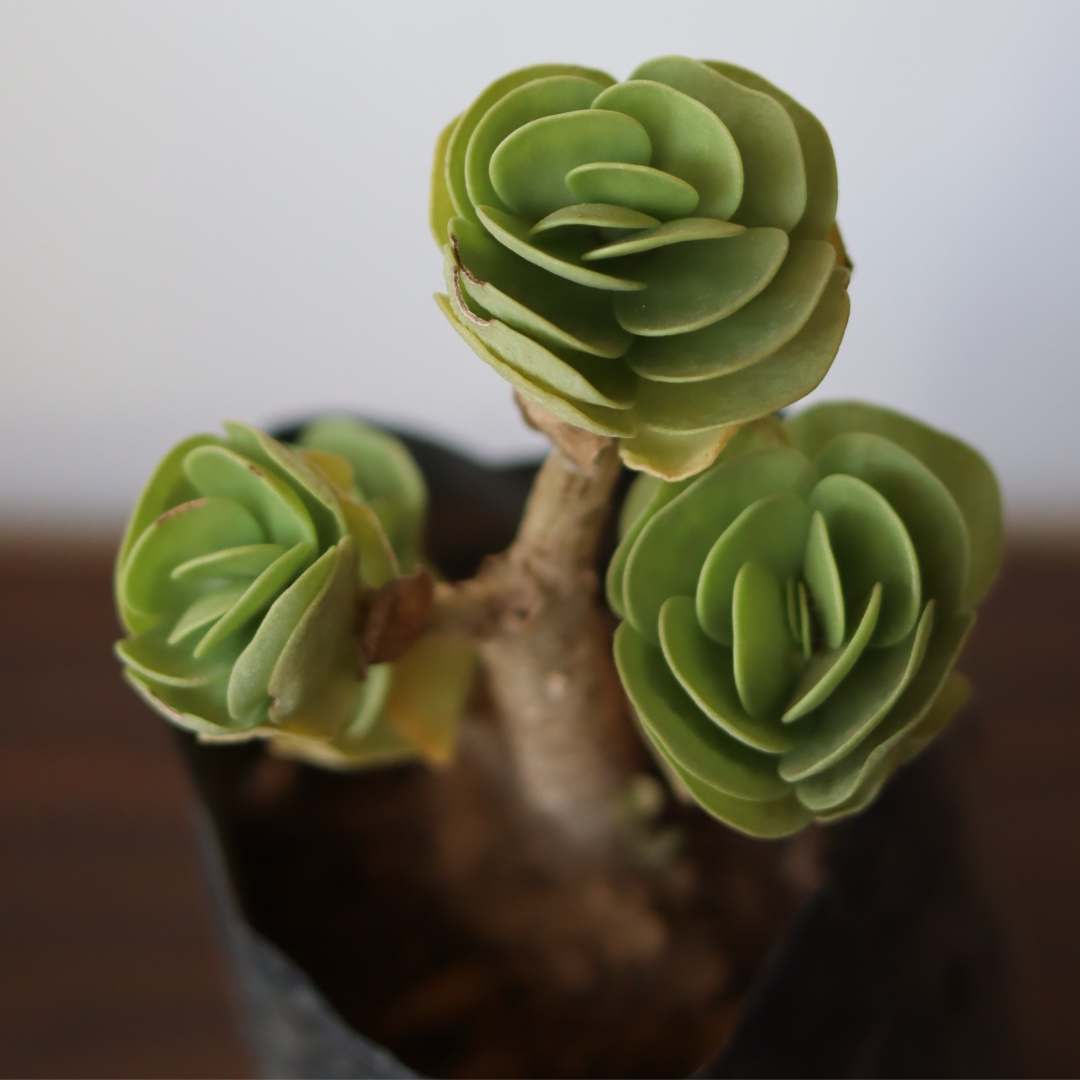 New crassulla short leaves