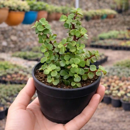 Green Elephant Bush  Portulacaria afra (Bare Rooted)