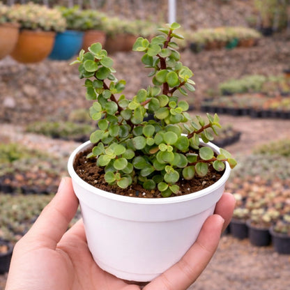 Summer Succulent Combo - Set of 10 plants from Plant Orbit