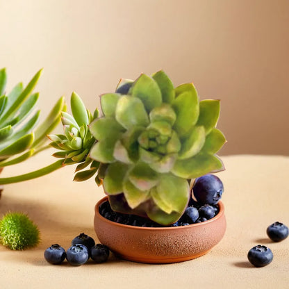 Green Pan Sedum succulent plant in a decorative pot surrounded by blueberries - available at Plant Orbit.
