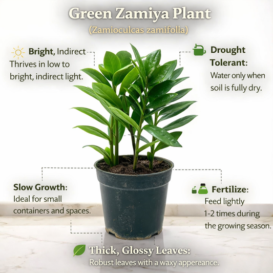 Green Zamiya Plant (Zamioculcas zamiifolia)
