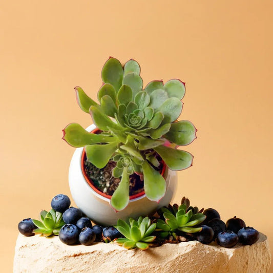 Green Aeonium Arboreum in a decorative pot surrounded by blueberries, perfect succulent plant for home decor from Plant Orbit.