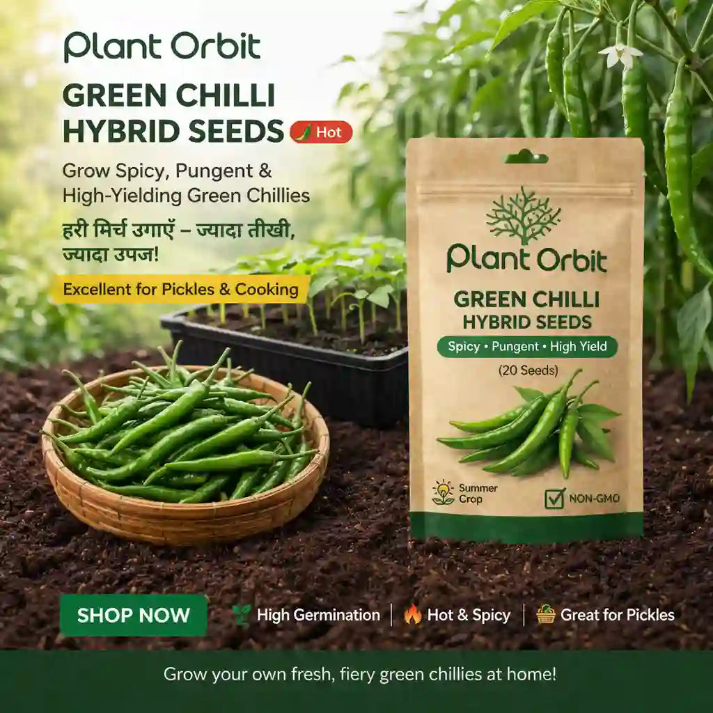 Green Chilli Hybrid Seeds packaging with fresh green chilies and gardening context