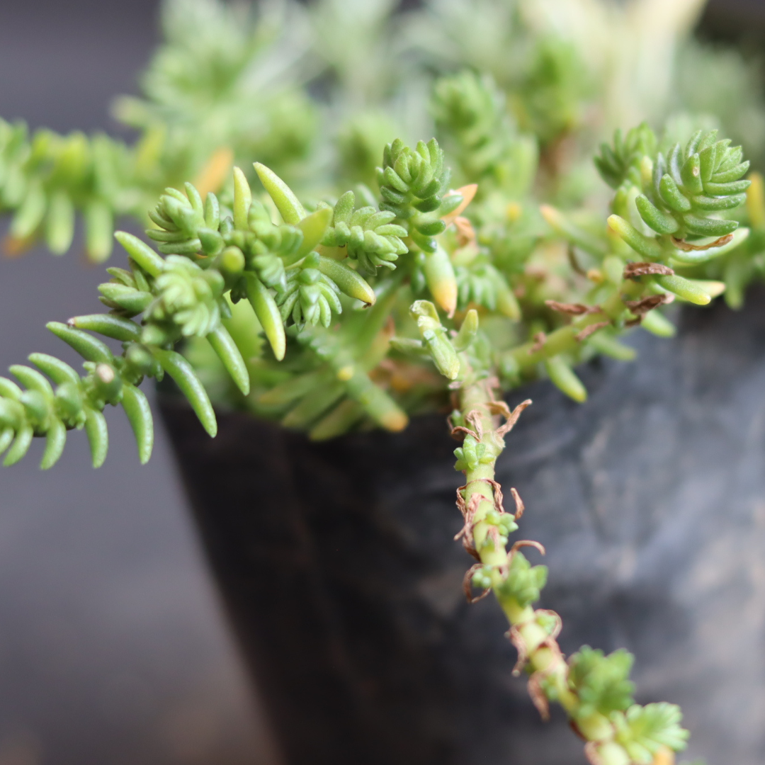 Close-up view of Green Cut Chain Grass succulent plant with rich green leaves at Plant Orbit.