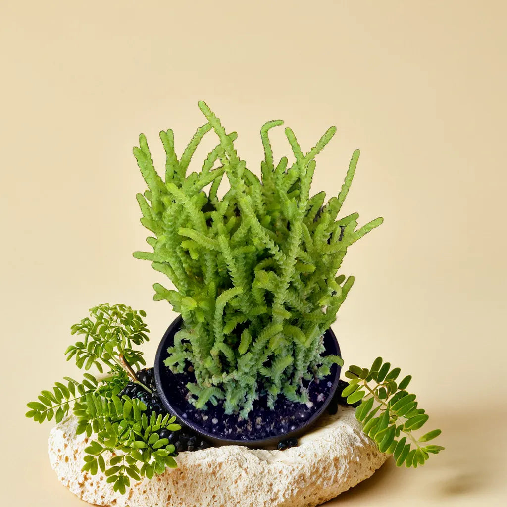 Green Cut Chain Grass succulent plant displayed with lush green foliage at Plant Orbit.