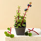 Green Elephant Bush succulent plant with vibrant red stems and lush green leaves placed on a white textured surface, available at Plant Orbit.