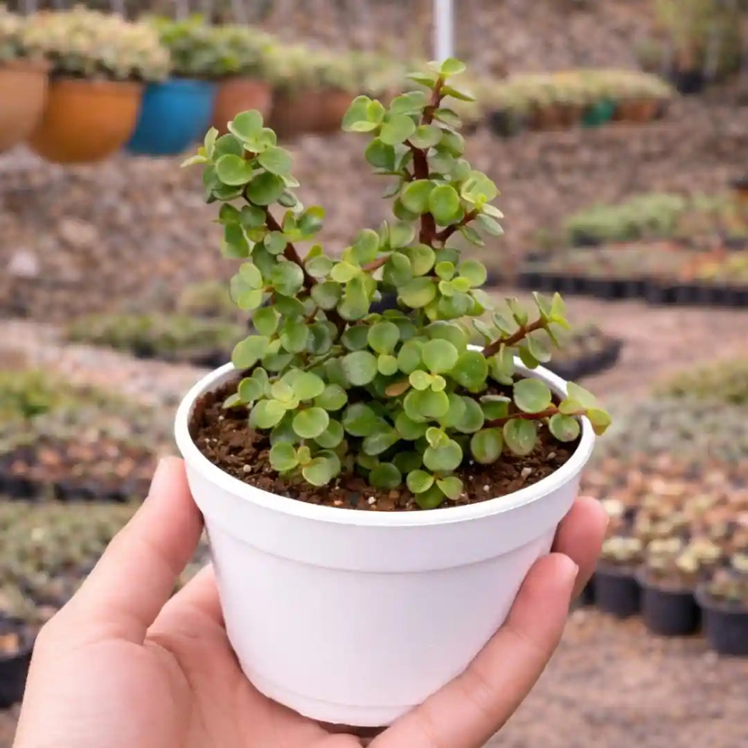 Green Elephant Bush succulent with small round green leaves on reddish stems, growing densely in a white pot held in a person’s hand at a plant nursery.