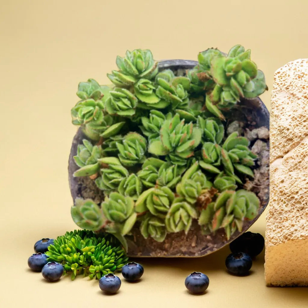 Green Ice Flower succulent plant with lush rosettes displayed in a decorative pot from Plant Orbit.