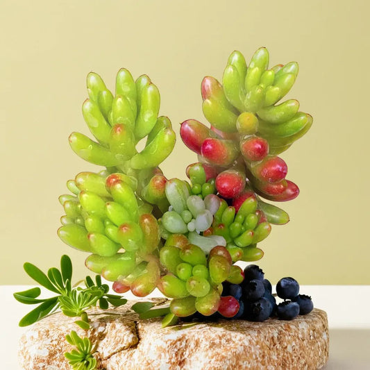 A vibrant Green Jelly Beans succulent plant with red-tipped leaves, beautifully arranged on a natural rock at Plant Orbit.