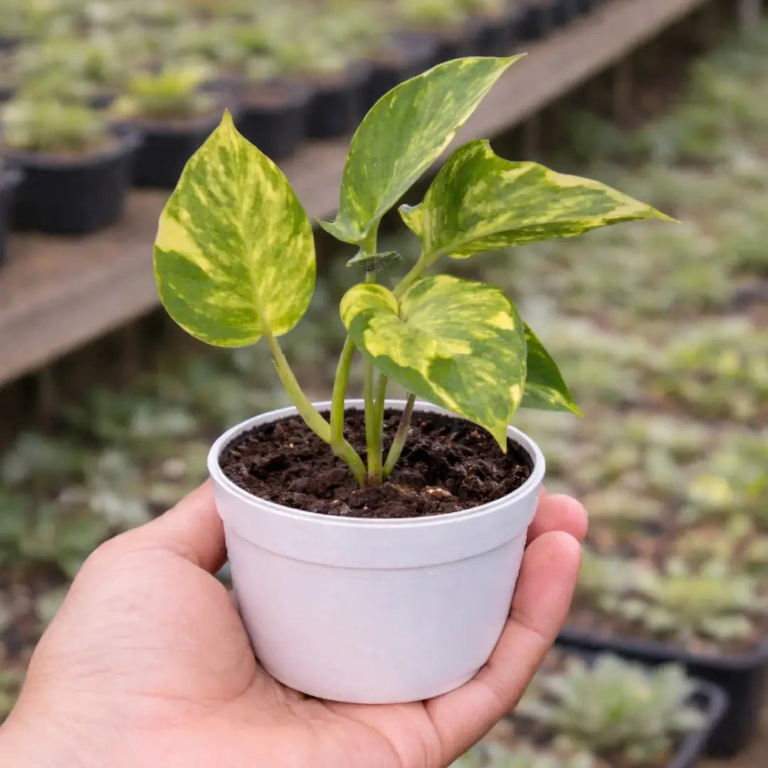 Green Money Plant with heart-shaped green leaves and yellow variegated patterns growing in a white pot