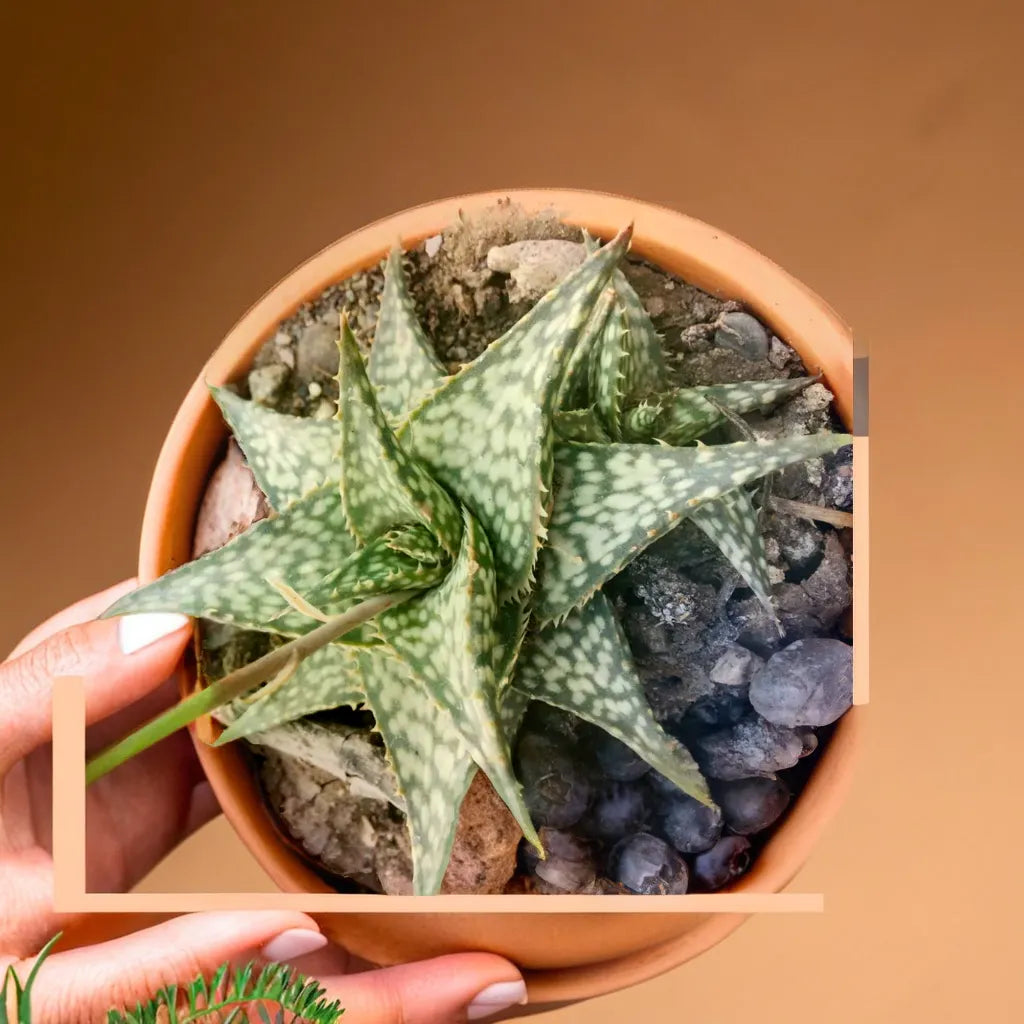 Green Stripe Aloe succulent plant in a terracotta pot, available at Plant Orbit.