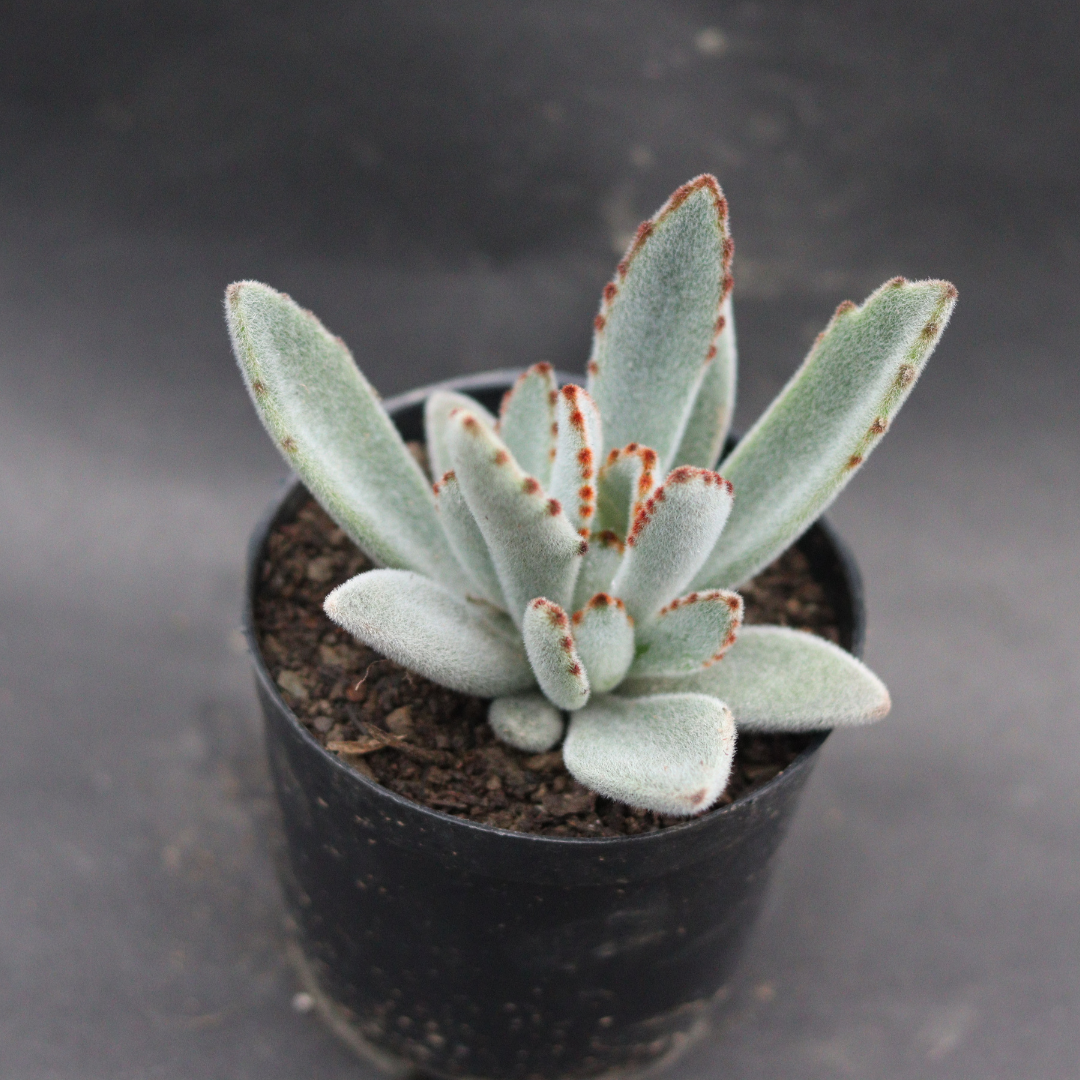 Grey Tomentosa Panda Plant succulent from Plant Orbit in a black nursery pot, perfect for adding a unique touch to indoor decor.