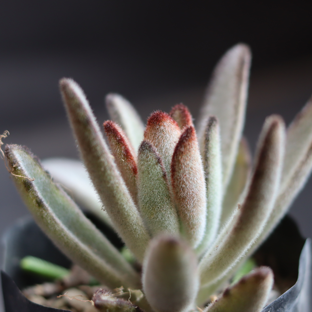 Close-up of a Grey Tomentosa Panda Plant succulent from Plant Orbit, highlighting its soft, furry texture.