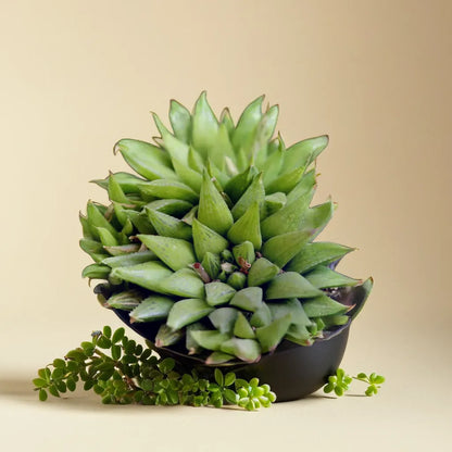 HAWORTHIA-MIRABILIS (BARE ROOTED)