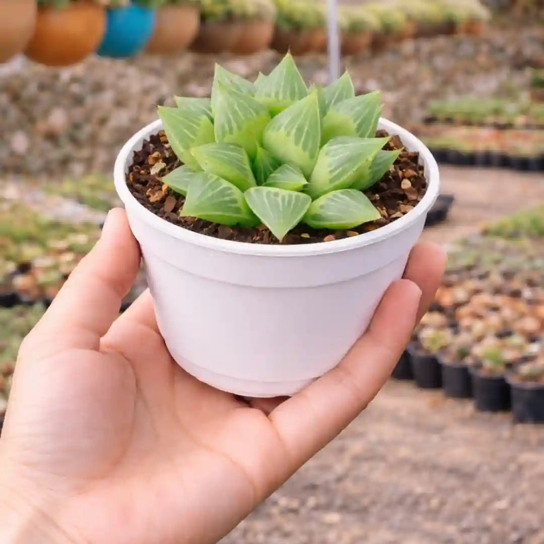 Haworthia Mirabilis succulent with compact, translucent green leaves featuring distinctive window-like markings and a clustered rosette growth habit in a white pot.