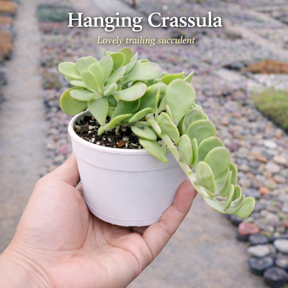 Succulent Combo – Set of 7 Live Succulent Plants by Plant Orbit