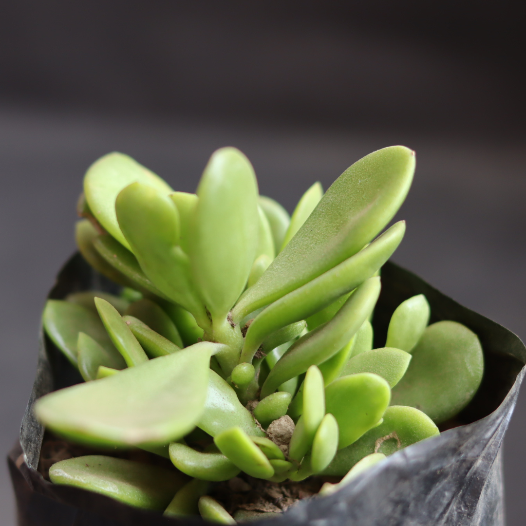 jacobsenii succulent Hanging Crassula Succulent