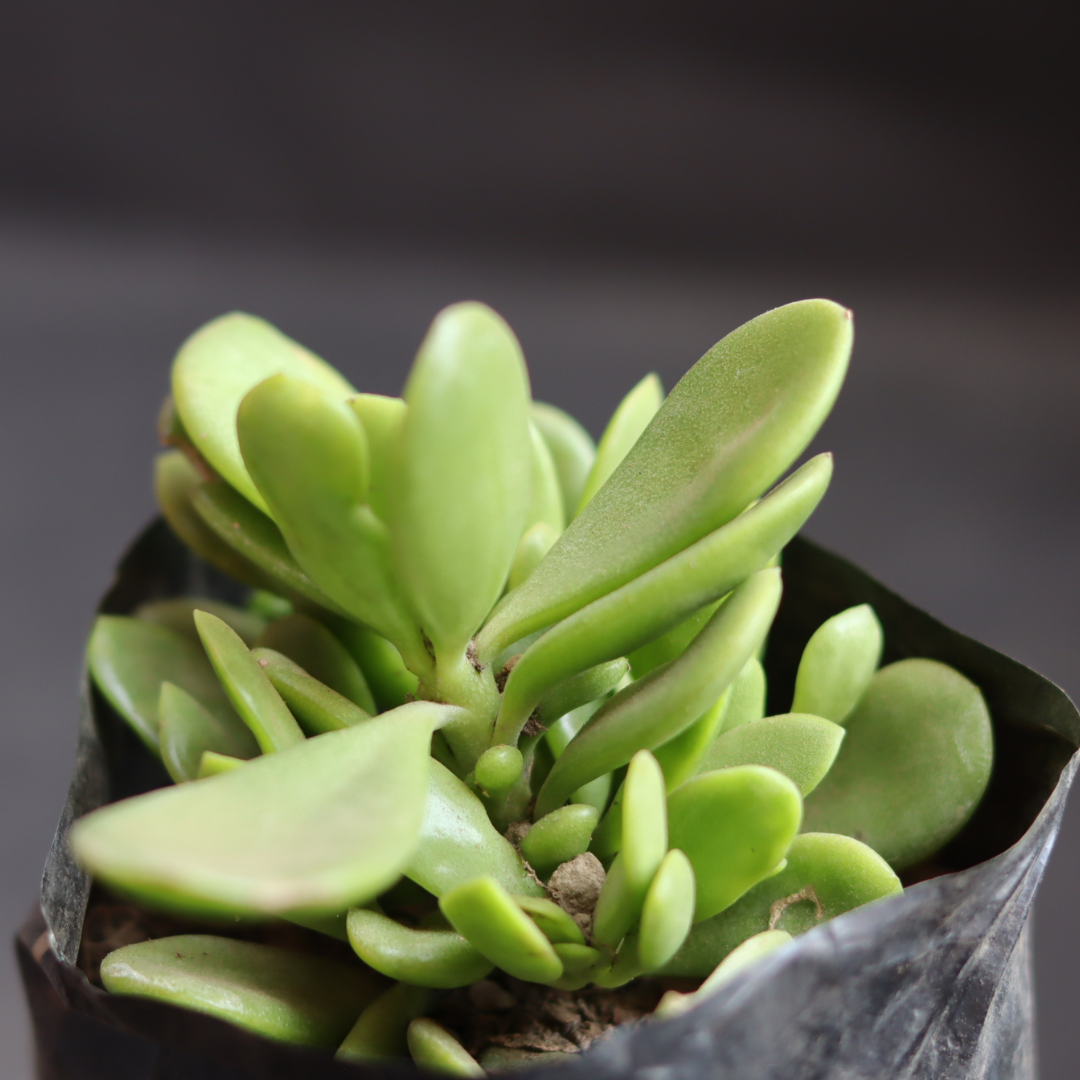 Hanging Crassula succulent plant with fleshy leaves, ideal for hanging planters, available at Plant Orbit.